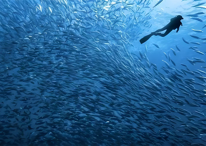 Moalboal Sardine Run