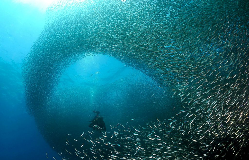 Moalboal Sardine Run