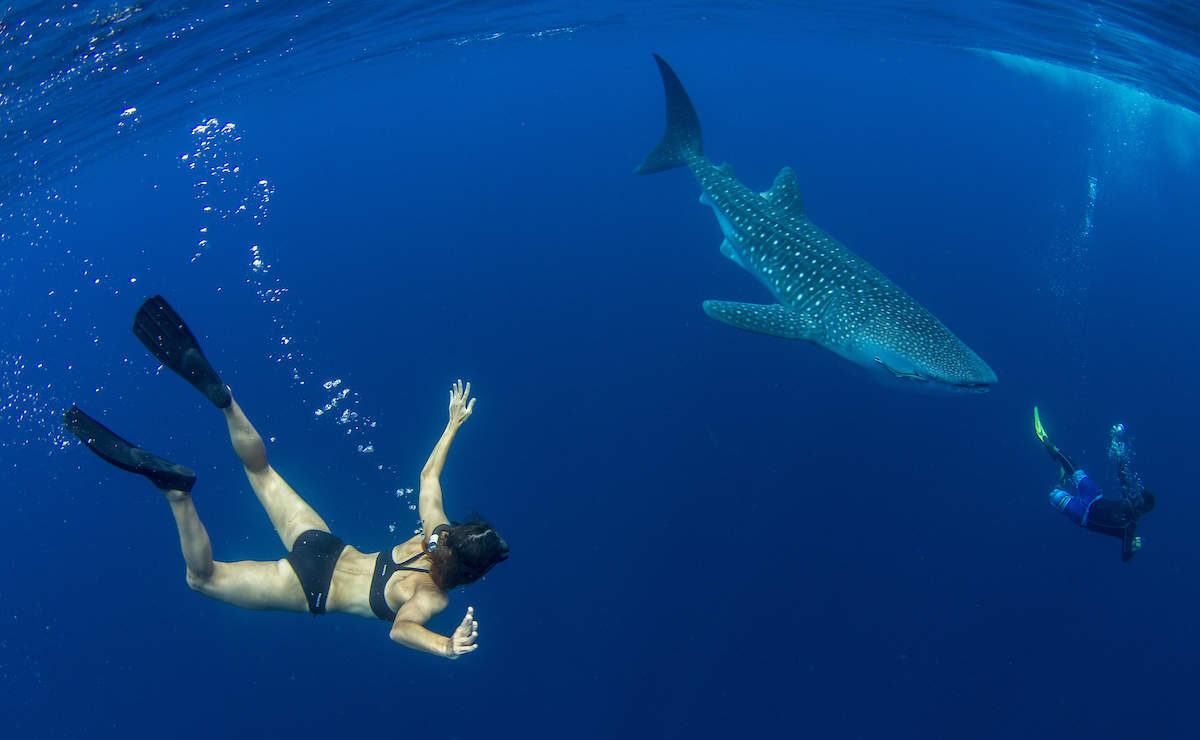Oslob Whale Watching